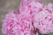 探秘粉色花语（解读粉色花语的含义）