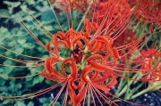 解读彼岸花的象征意义（探究彼岸花的寓意及文化内涵）