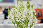 圣心百合是否有香味？（解密圣心百合的芳香之谜，）