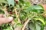 如何救回发黄的凤仙花叶子（凤仙花养护指南）