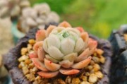 贝瑞多肉养殖全指南（打造绿色家居，从贝瑞多肉开始）