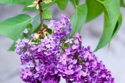 如何在家里种养丁香花（家庭养法详解，让你轻松拥有美丽的丁香花）
