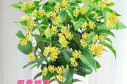 四季桂中最佳品种的选择（如何选择适合自己的四季桂品种）