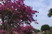 三角梅（宁波市花三角梅的特点、历史和文化背景）