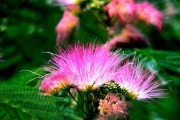 探秘合欢花开花季节（春季万物复苏，合欢花盛开缤纷）