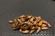 瓜子是果实还是种子？（瓜子的真实面貌揭秘）