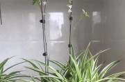 吊兰也能秋天开花？（探秘吊兰的异花妙姿）
