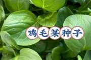 如何选择最佳的鸡毛菜种植时间？（掌握适合种植鸡毛菜的月份，让你的农业收成更加丰厚！）