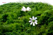 格桑花打顶（春天里最美的景色，如何打造美丽的格桑花1个）