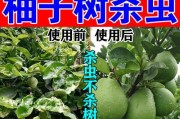 如何科学施肥，让桔子树长势更旺？（桔子树施肥技巧，降低病虫害风险）