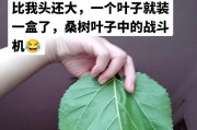 掌握这些知识，轻松种植红枣桑树（种植时间、生长周期、关键要素等全面解析）