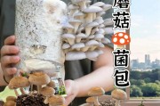 蘑菇种植最佳时间（掌握最佳种植时间，收获更多蘑菇）