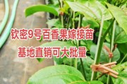 百香果种植时间与生长周期（掌握种植时间确保生长周期）