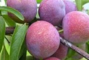 九仙桃成熟季节是何时？（了解九仙桃成熟季节，享受更美味的果实）