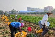 地豆种植全攻略（时间、方法、注意事项，一网打尽！）