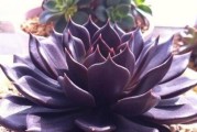 黑爪开花后的处理方法（如何使黑爪更健康地成长）