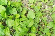 了解结石草——一种神奇的植物（结石草的形态、用途及栽培技巧）