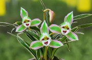 四季常青，花开不停——一年四季都开花的花卉介绍（从春到冬，绚丽多彩，尽情感受大自然的美）