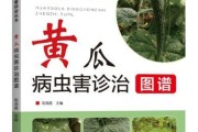 黄瓜病虫害综合防治方法（打造健康的黄瓜园）