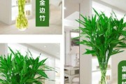 如何正确水养红运竹（打造美丽家居的小技巧）