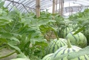 西瓜种植全攻略（育种、施肥、病虫害防治、收获技巧，一篇文章全覆盖）