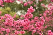 樱花花期及其时间长度（探究樱花盛开的时间和影响因素）