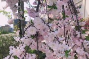 北方也能种樱花？（适合北方种植的樱花品种与注意事项）