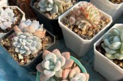 晚霞多肉种植之盆栽选用（从盆栽大小、深度、材质等多方面考虑）