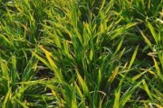 烟草黄叶病的治疗方法剖析（选择何种药物治疗烟草黄叶病更加有效？）