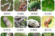 多肉植物如何防治介壳虫？（以生物农药为主的多种方式，让你的多肉植物免受侵害）