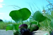 水葫芦的繁殖方法与注意事项（掌握正确方法繁衍水葫芦）