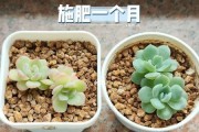 花多多2号能否浇水多肉？（多肉植物浇水的技巧与注意事项）