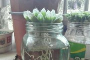 玉露养护之根部修剪与换盆技巧（让你的玉露茶叶更美好——详解玉露的根部修剪和换盆方法）