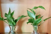 绿萝花到底有毒吗？（室内养护绿萝花应该注意哪些问题？）