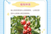 山楂树的生长环境条件和特点（以四季山楂为例，探究适宜山楂树生长的气候和土壤条件）