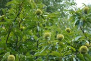 马栗是何种植物？——探秘马栗的生态与营养（了解马栗的类型、产地及特点，享受美味与健康）
