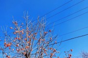 冬天会不会冻死柿子树？（探究柿子树的冬季生存能力和保护方法。）