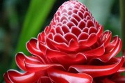宝莲灯花的养护技巧（让宝莲灯花长得更加茂盛健康）