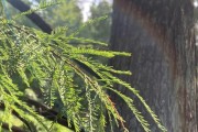 水杉不是常绿植物的真相（探究水杉的落叶习性与生态特点，了解它们更多的生命之美）