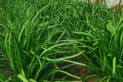 韭菜四季皆可种，最佳种植时间是什么？（掌握韭菜全年生长规律，让你时时有韭菜吃）