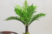 青山盆的植物选择（打造绿色家园，从选植物开始）