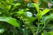 食用油能浇花吗？解析食用油对植物生长的影响（食用油浇花的危害和正确的浇水方法）