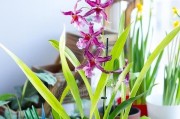 腐叶土适合兰花生长吗？（探究腐叶土对兰花生长的影响）