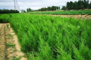 侧柏是否属于裸子植物？（探究侧柏的生物分类学特征以及与裸子植物的关联）