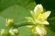 佛手瓜开花结果全过程详解（探秘佛手瓜开花结果的时间、条件及注意事项）