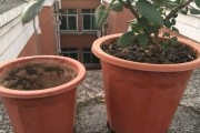 盆栽月季换土的方法与时间（教你如何正确更换月季盆栽的土壤）