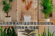 如何正确浇水散尾葵（浇水时间、浇水方法和注意事项）