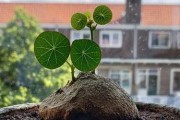 罗汉松的保暖之道（冬季养护不可忽视的关键点，罗汉松怕冷吗？）