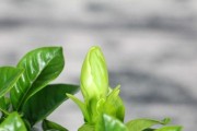 大叶栀子花的养殖方法与注意事项（打造美丽花园的秘诀）