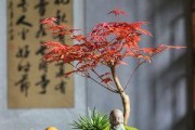 如何选择合适的盆栽为红枫添彩？（建议、技巧和注意事项）